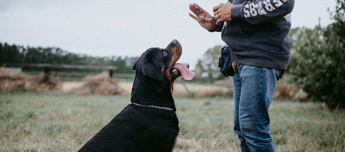 snap Fortolke Tremble Hundetricks - lær din hund disse tre tricks