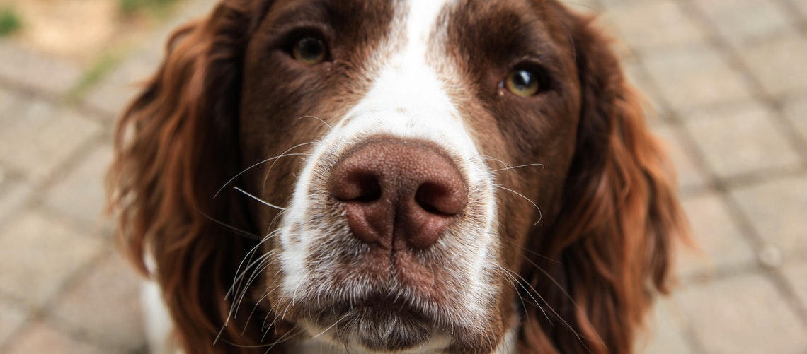 Køb din FT Springer Spaniel på dyreportal.dk